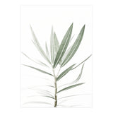 Foliage (Print Only) thumbnail