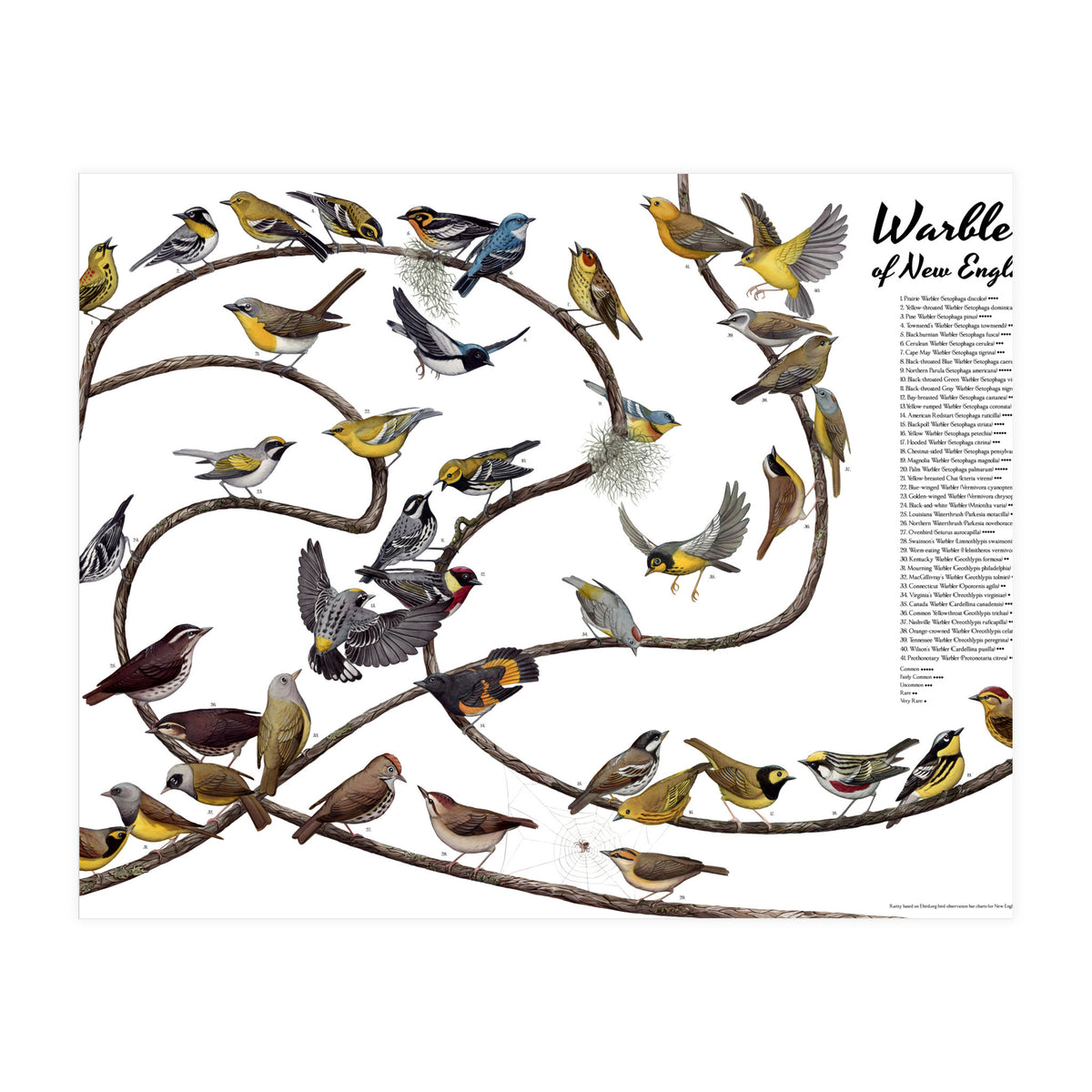 Warblers of New England (Print Only)