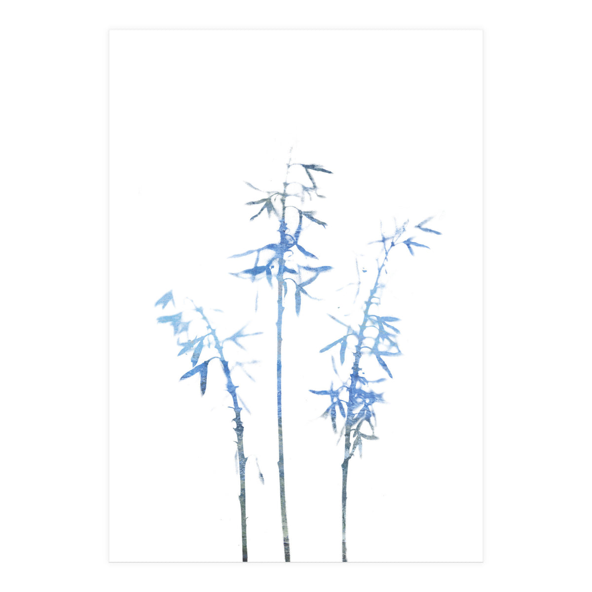 Blue Hosta (Print Only)