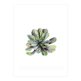 Botanical Illustration Succulent (Print Only) thumbnail