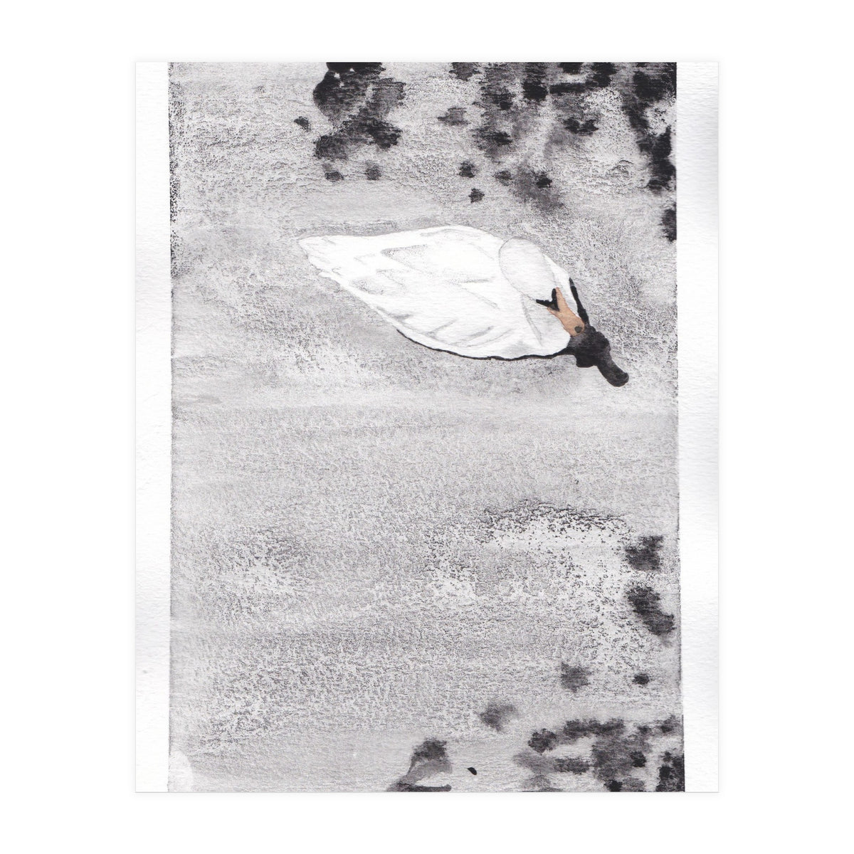 Swan (Print Only)