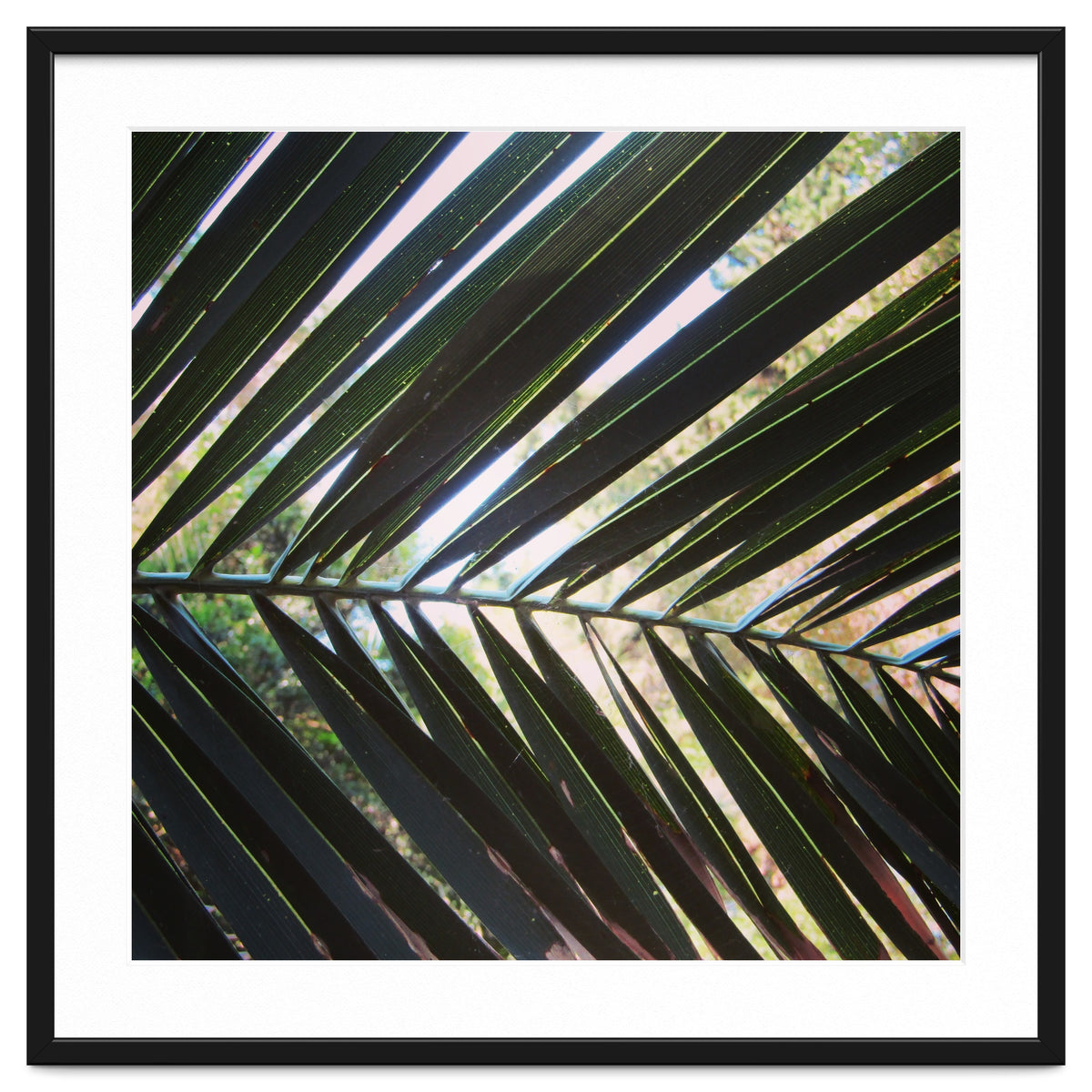 Palm leaf