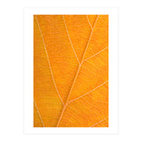 Autumn Leaf (Print Only) thumbnail