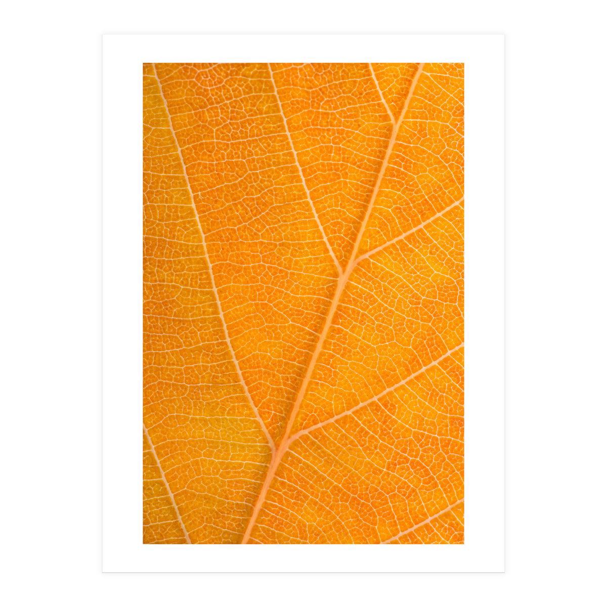 Autumn Leaf (Print Only)