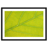 Autumn Leaf thumbnail