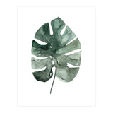 Botanical Illustration Monstera Leaf (Print Only) thumbnail