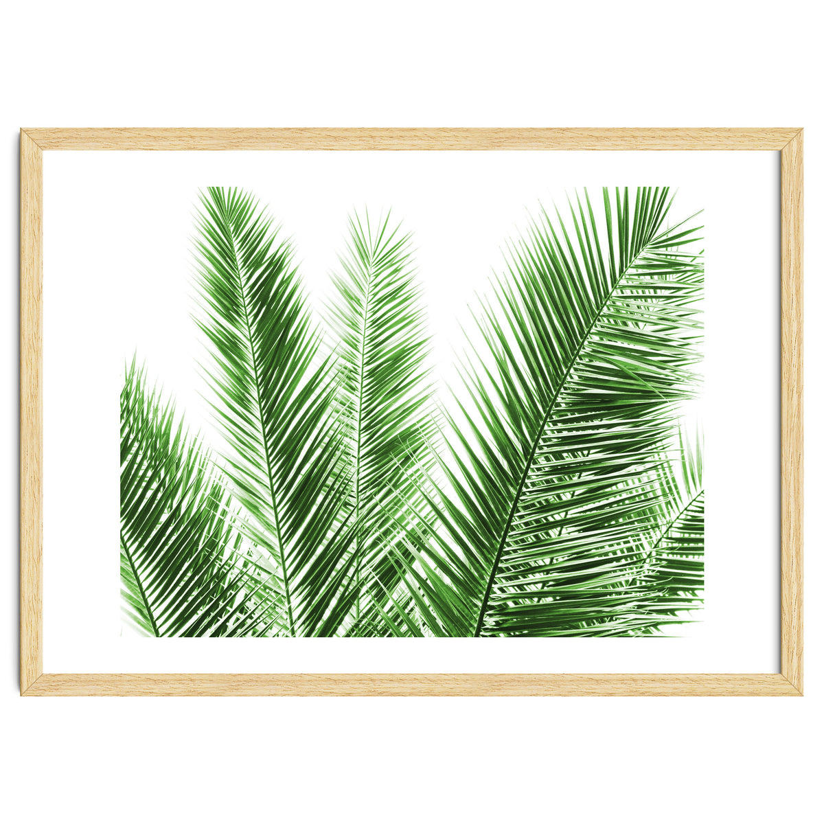Palm Leaves
