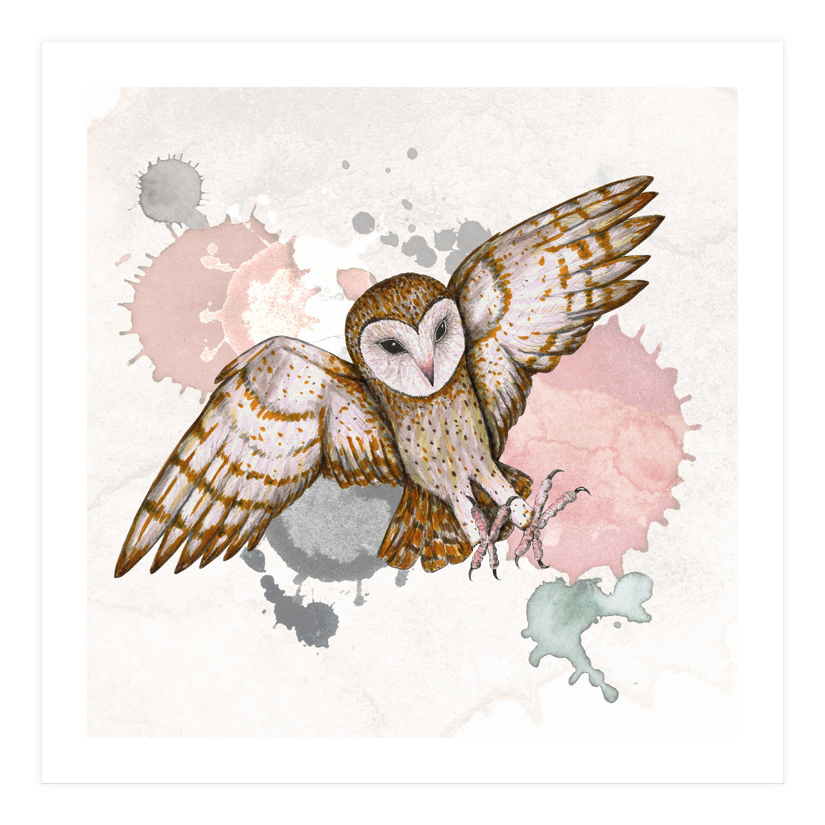 Attacking barn owl (Print Only)