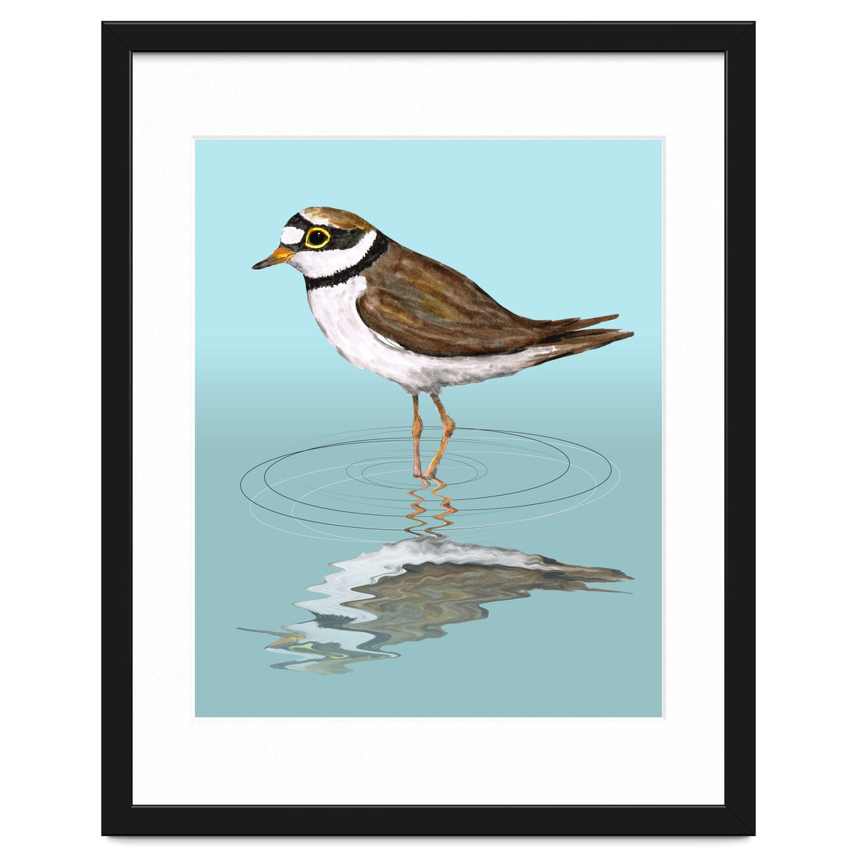 Little ringed  plover