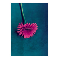 Gerbera for love (Print Only)