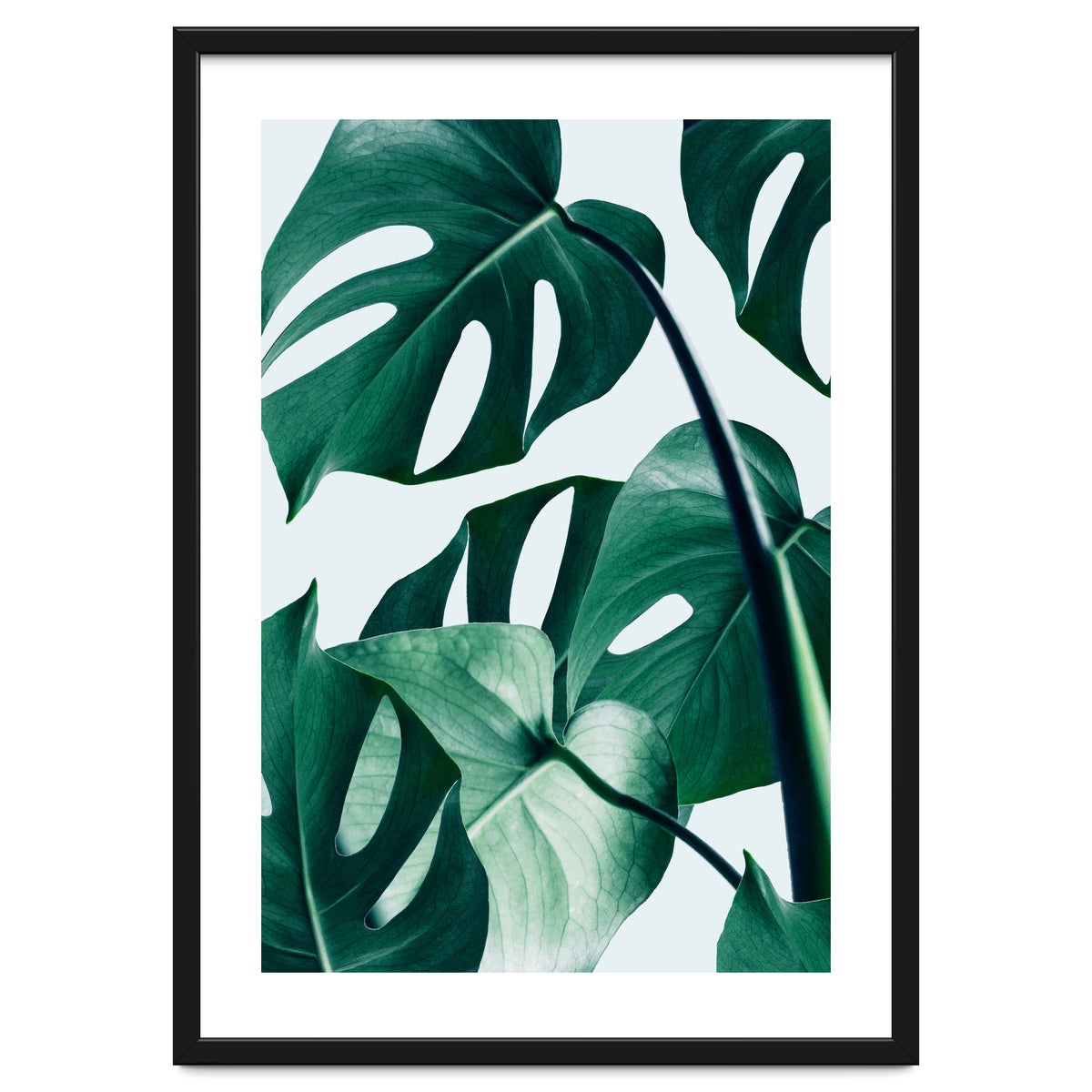 Monstera