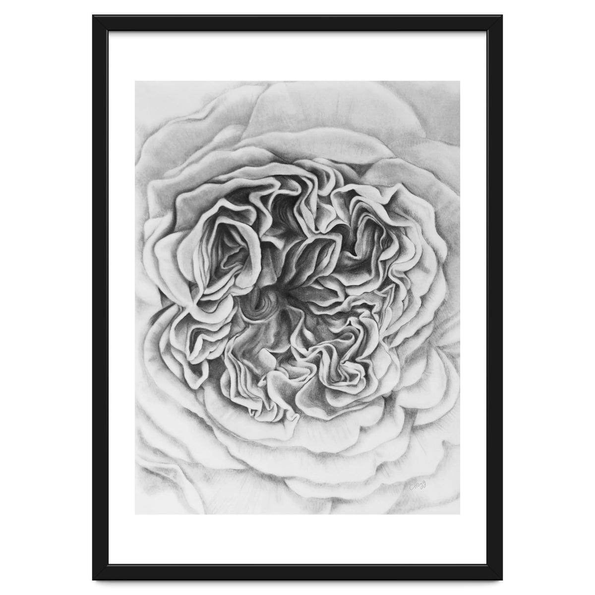 A Rose in Monochrome