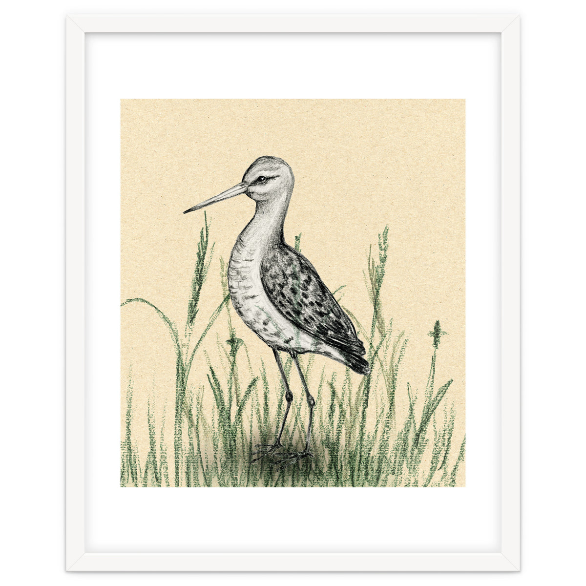 Black-tailed godwit in the grass