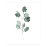 Botanical Illustration Eukalyptus2 (Print Only) thumbnail
