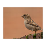 House Sparrow (Print Only) thumbnail