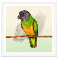 Senegal parrot watercolor
