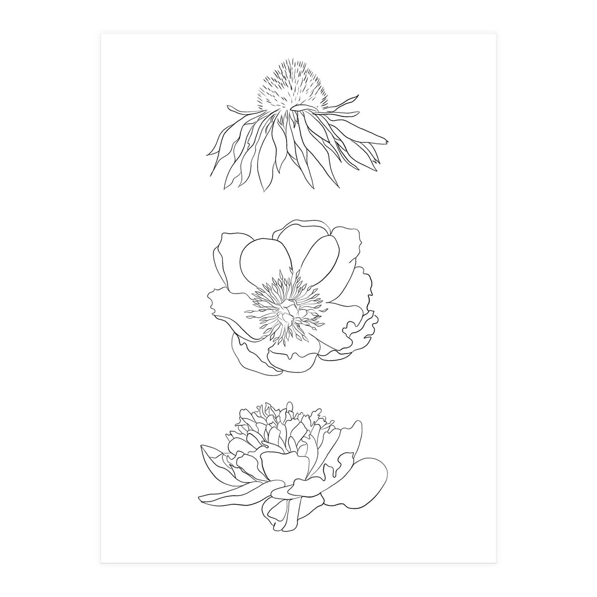 Hand Drawn Flowers (Print Only)