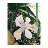 Lily (Print Only) thumbnail
