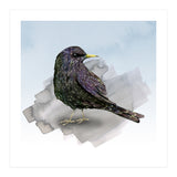 A watercolor drawing of a starling (Print Only) thumbnail