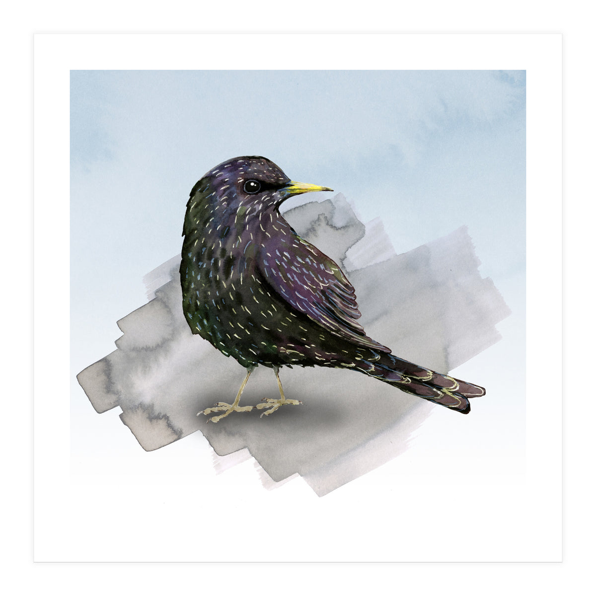 A watercolor drawing of a starling (Print Only)