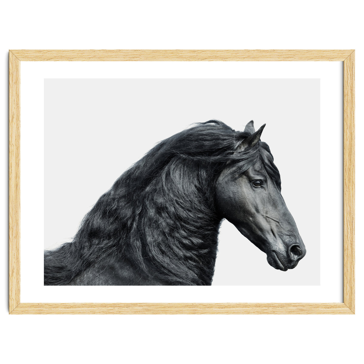 Friesian Horse