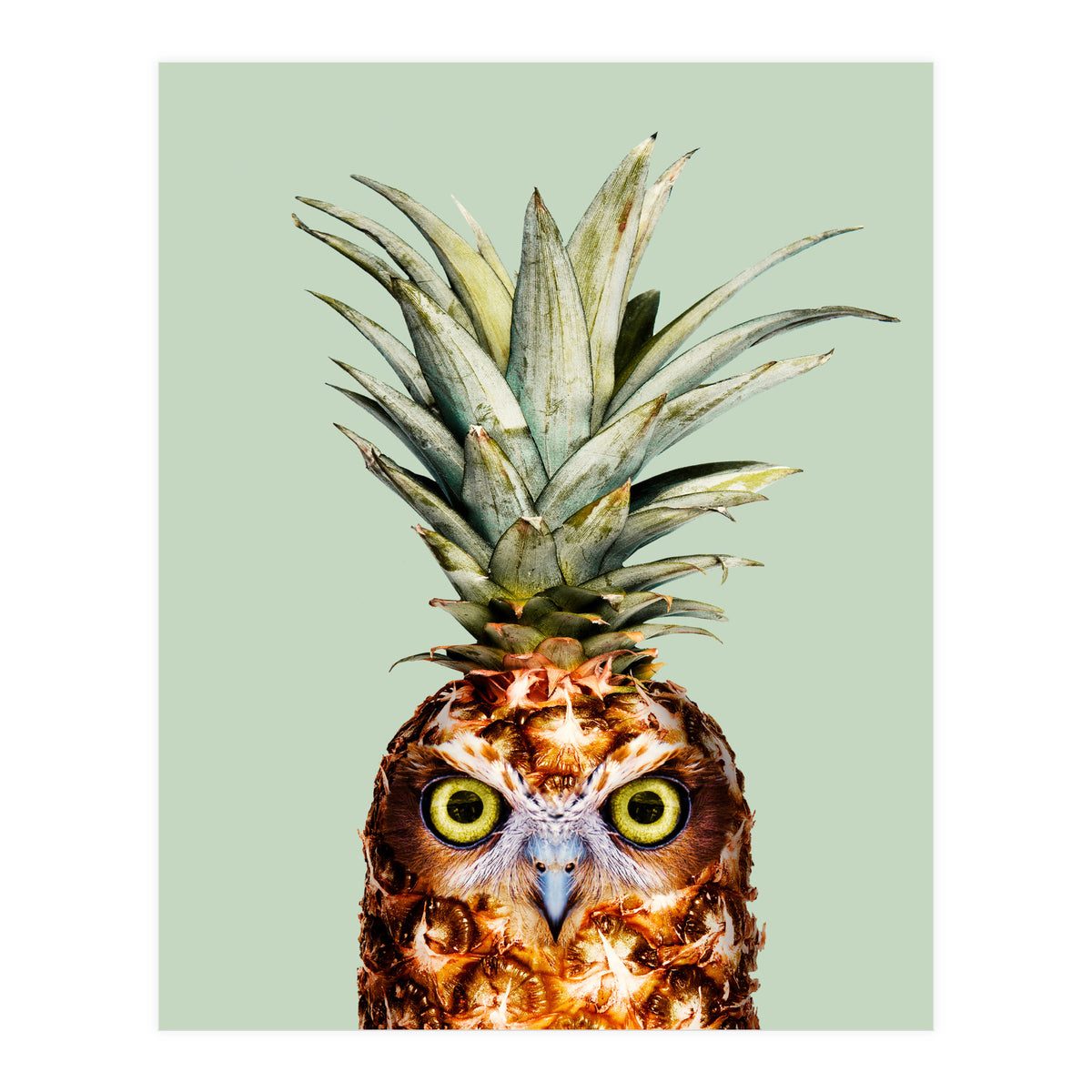 Pineapple Owl (Print Only)