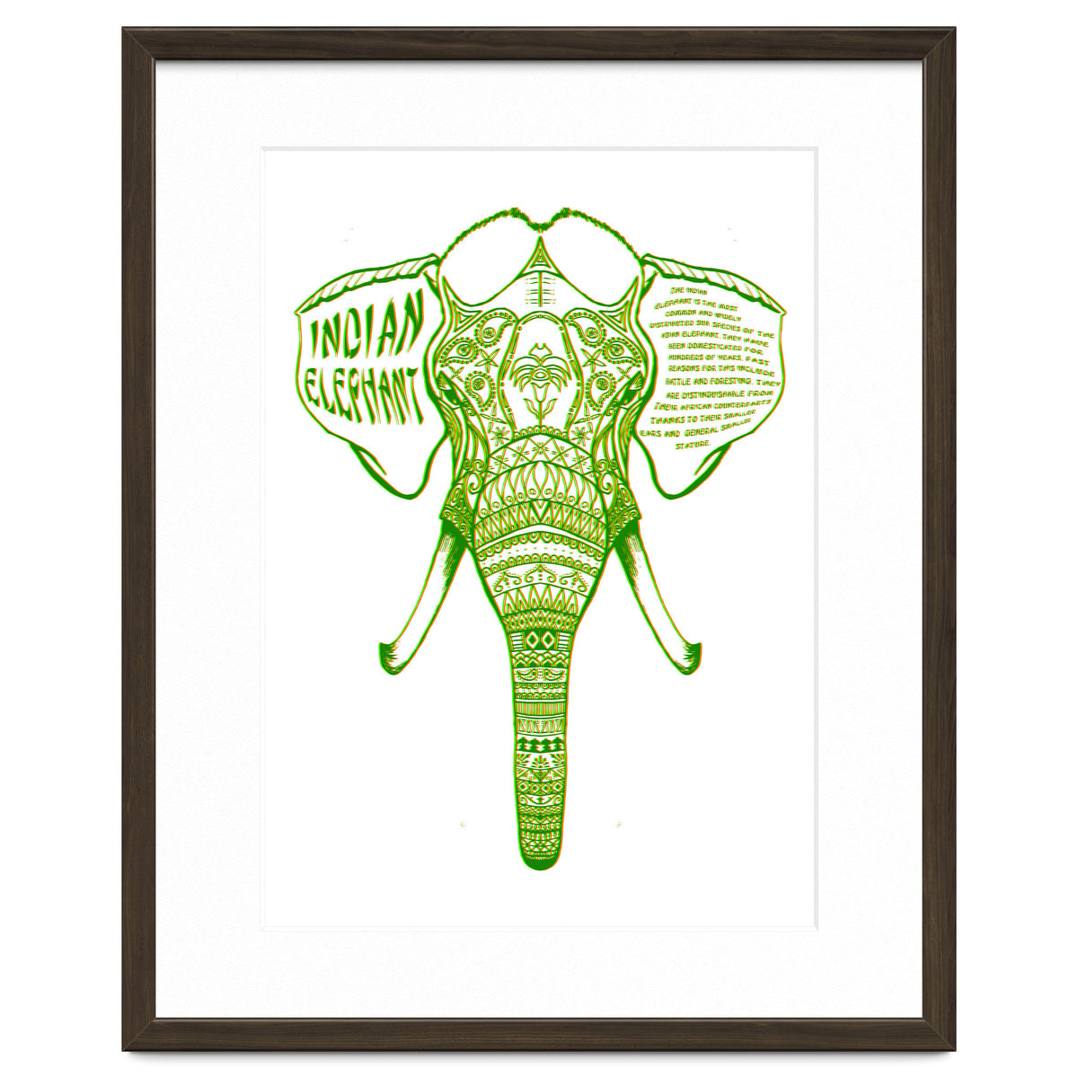Indian Elephant