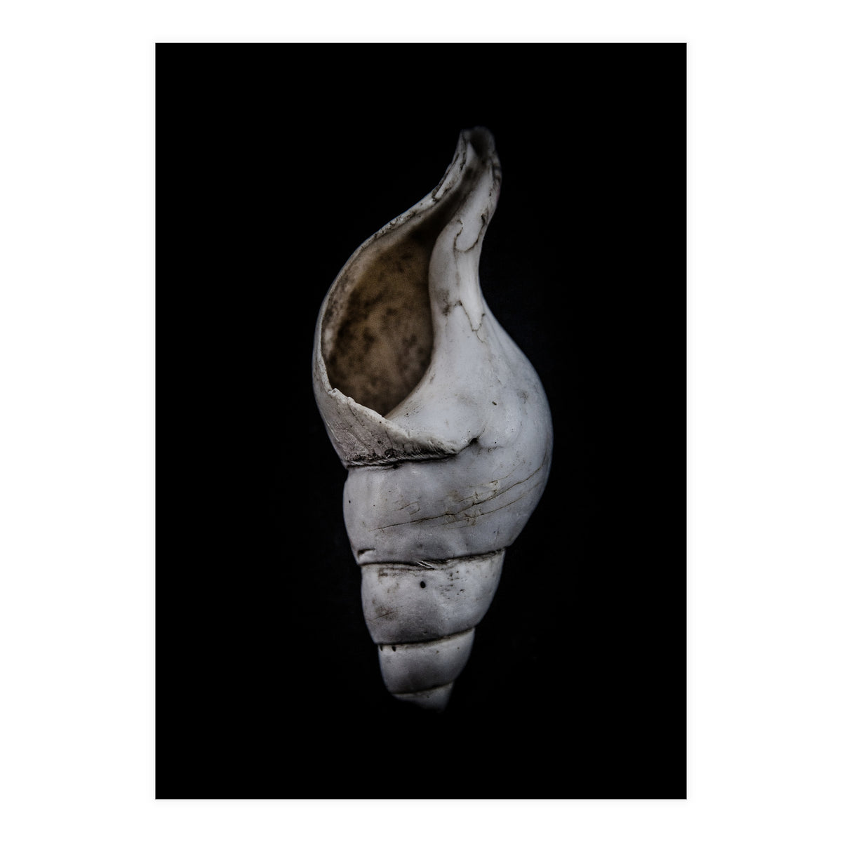 Shells No 12 Color Version (Print Only)