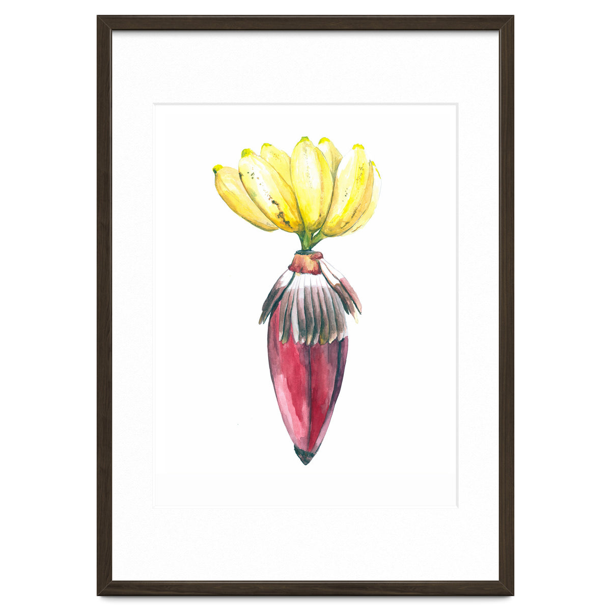 Botanical Illustration Banana