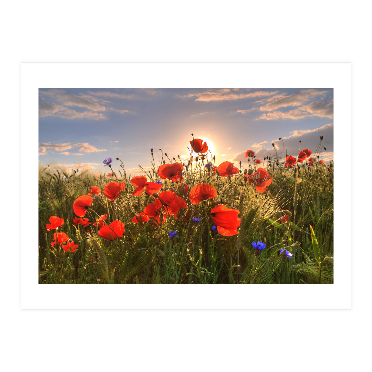 Poppies Light (Print Only)