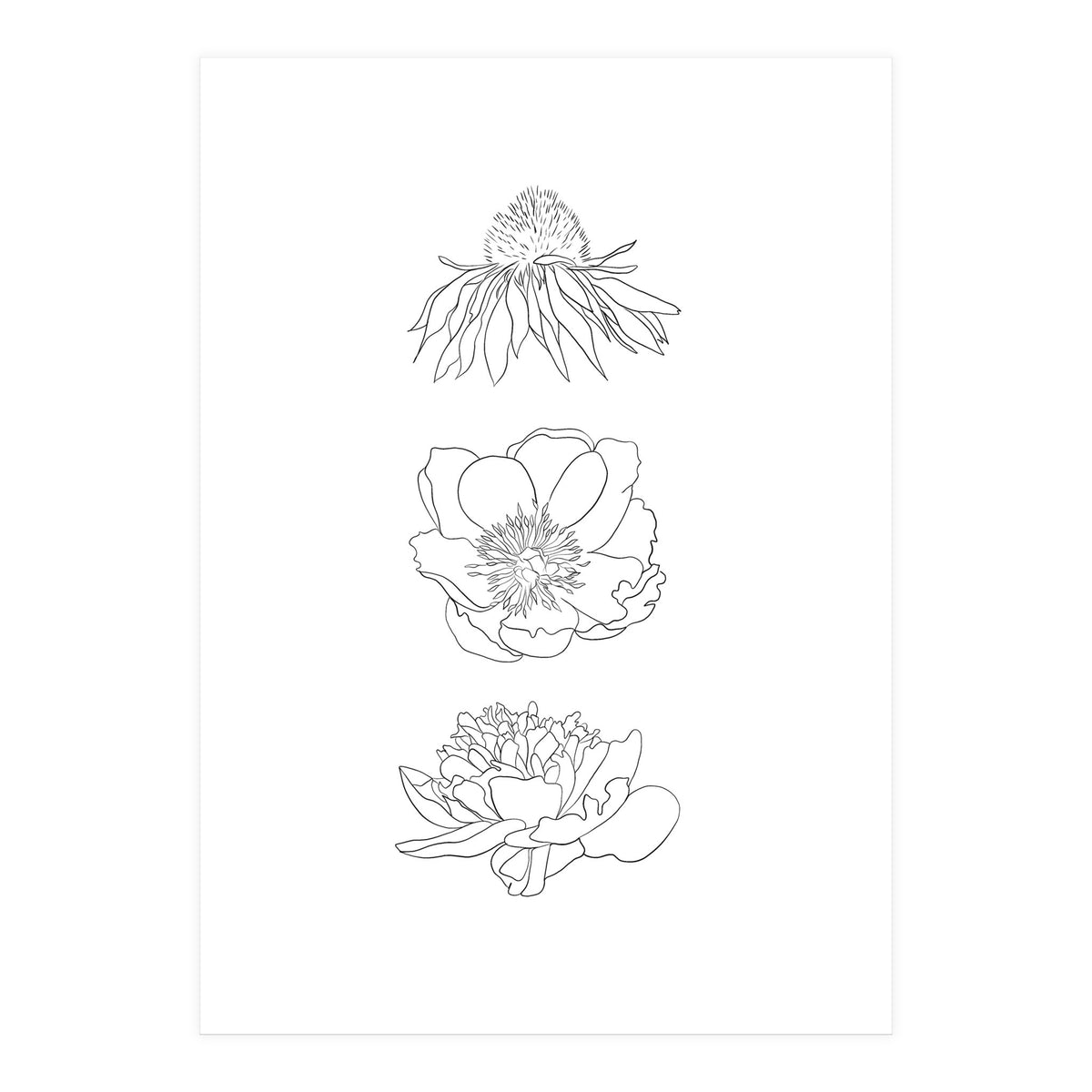 Hand Drawn Flowers (Print Only)