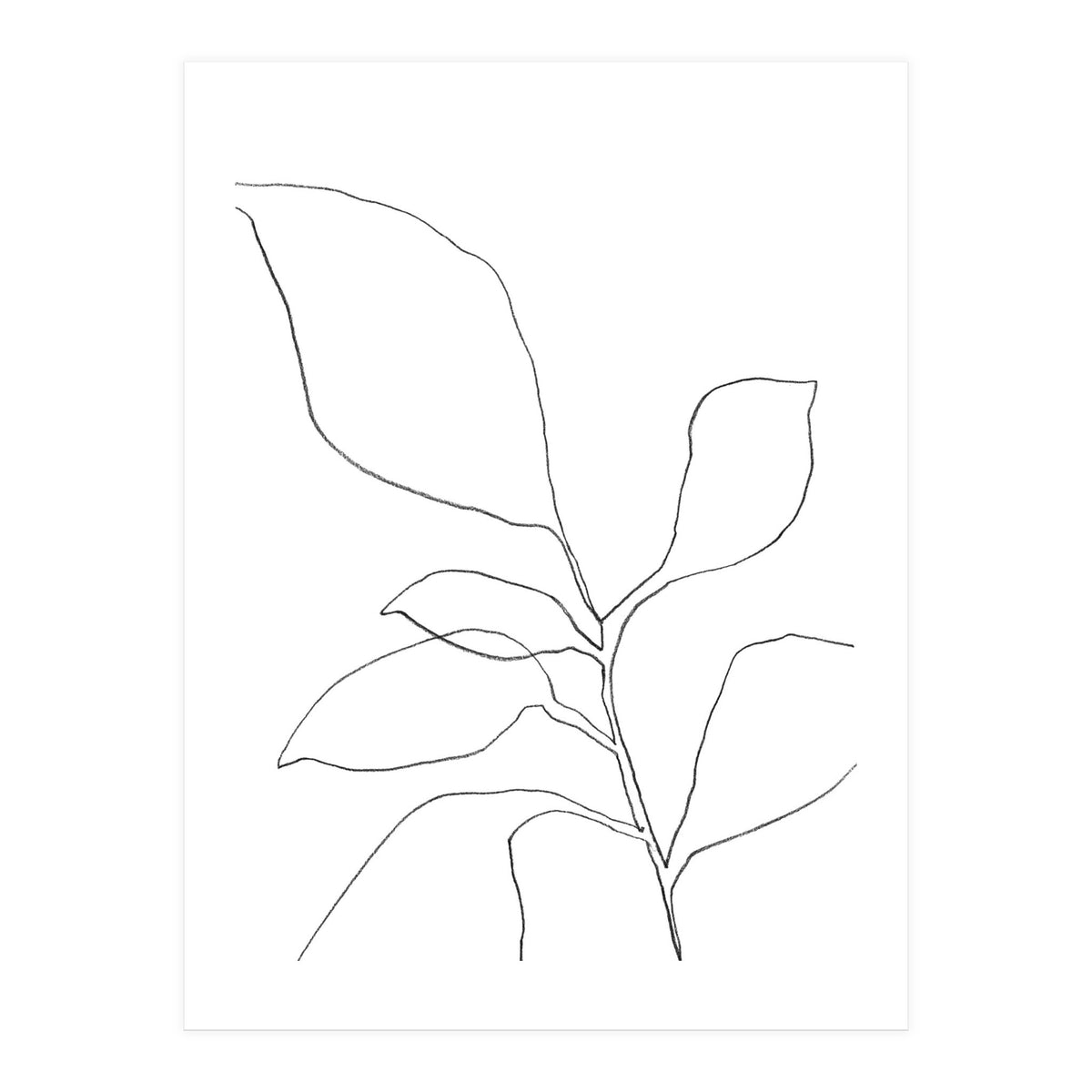 Six Leaf Plant (Print Only)