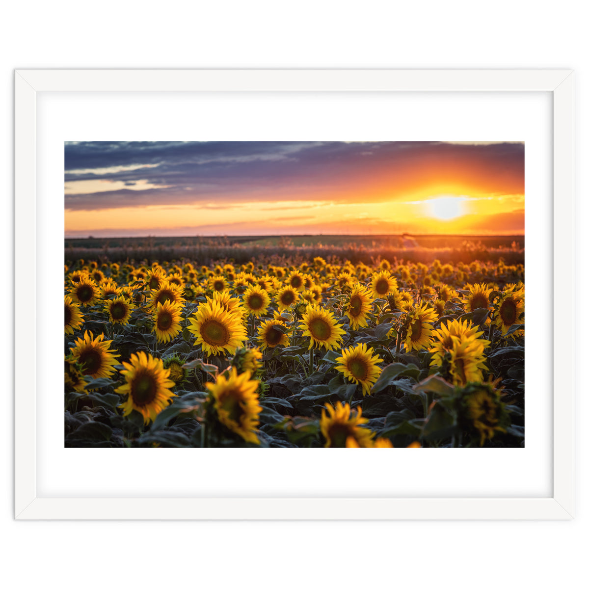 Sunflowers at Sunset