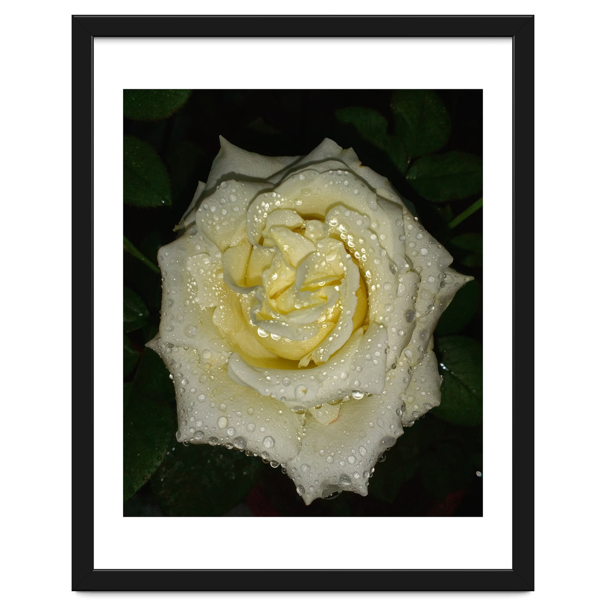 Floribunda Rose
