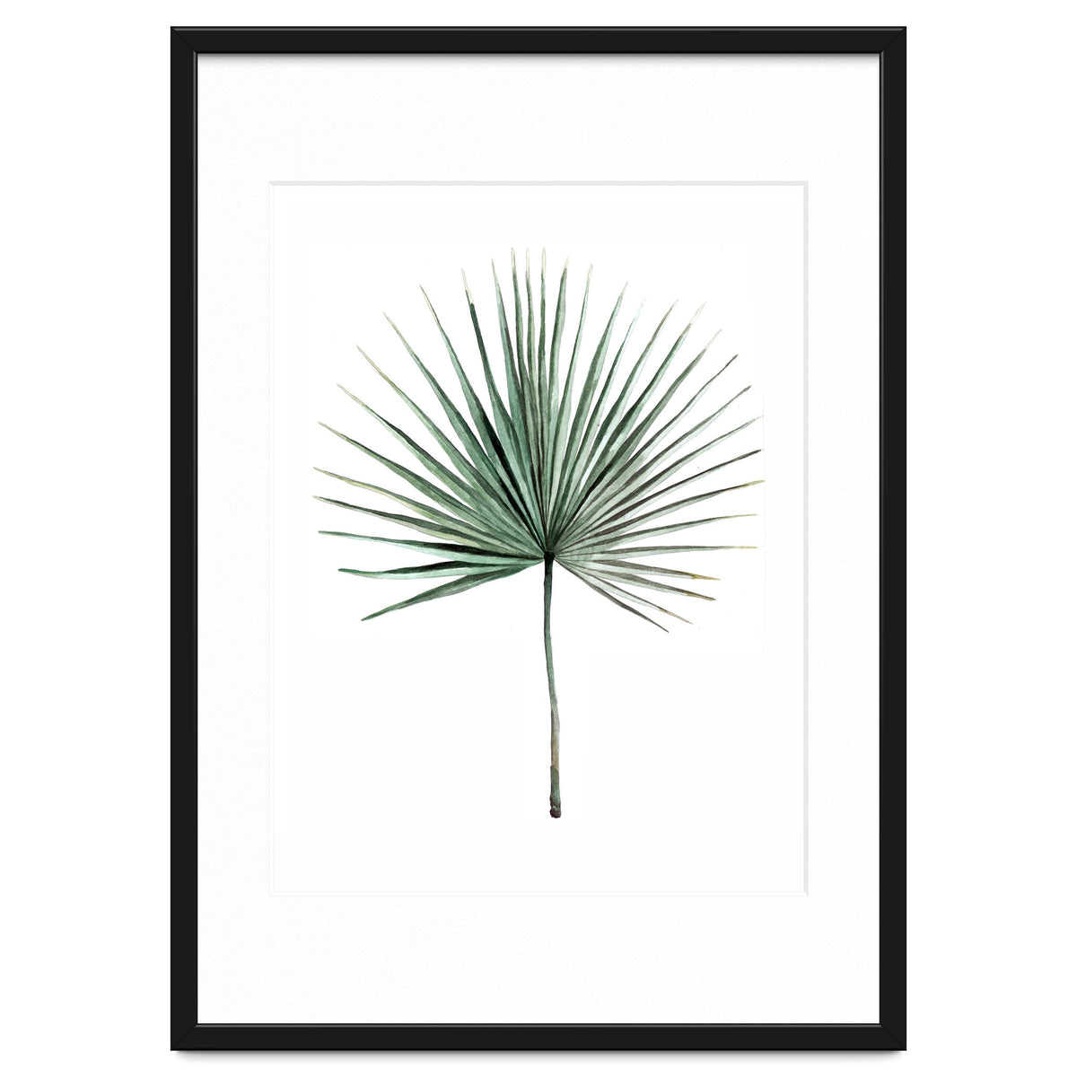 Botanical Illustration Fanpalm