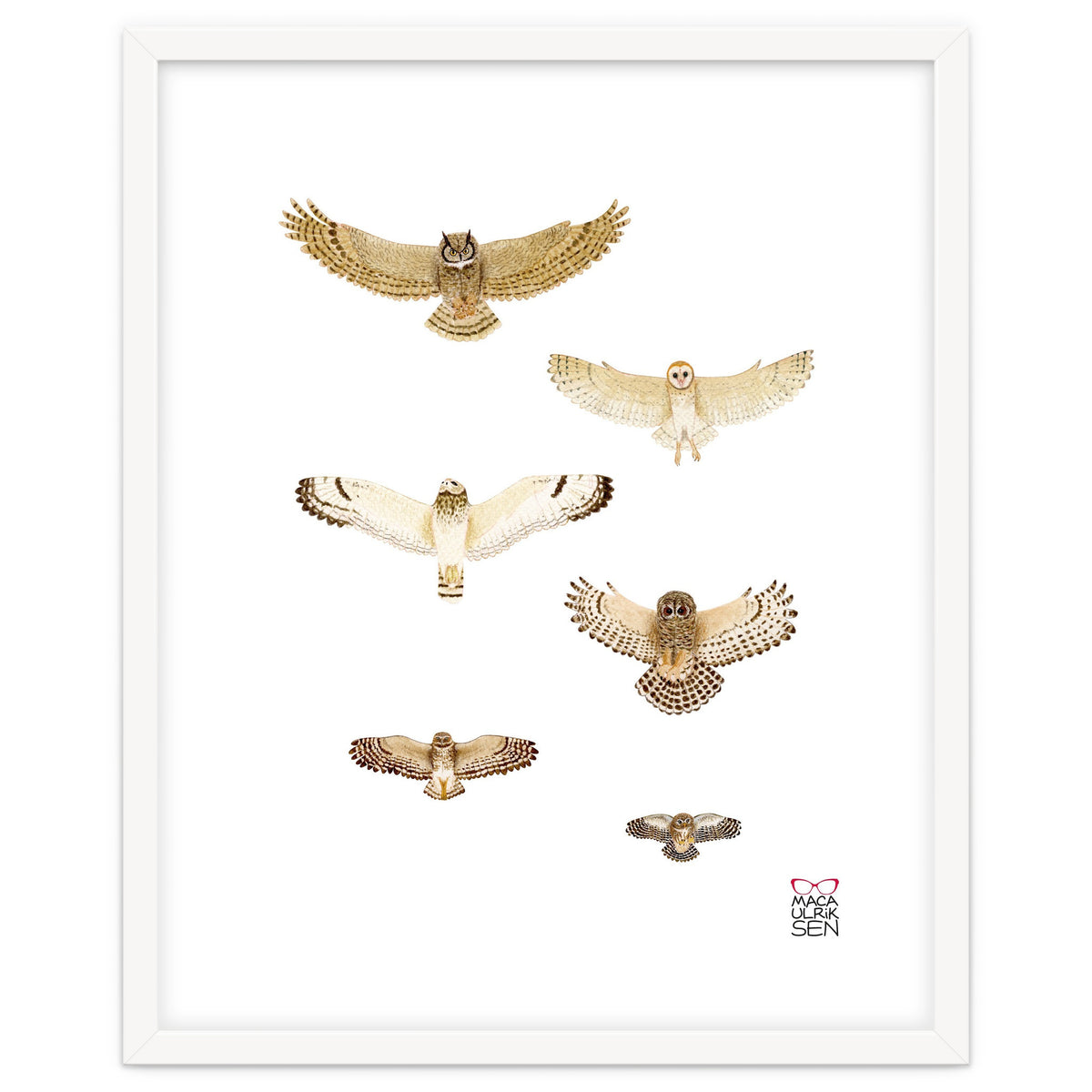 Typical owls & Barn owl