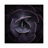 DARKSIDE OF SUCCULENTS VIII (Print Only) thumbnail
