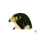 Peregrine falcon (Print Only) thumbnail