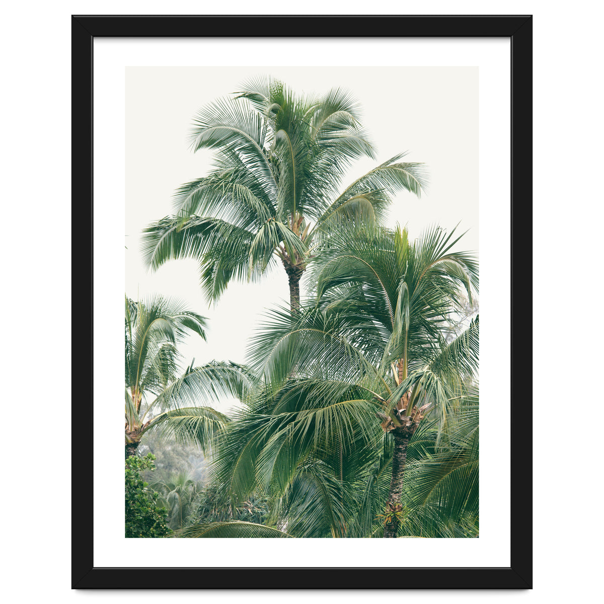 Lush Palm Trees