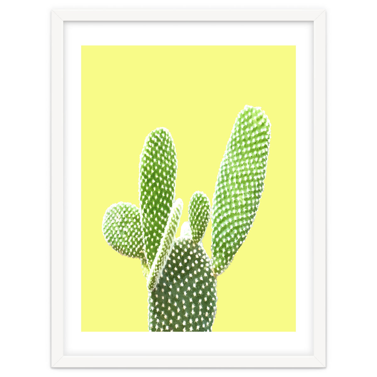 Cactus Yellow Background