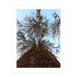 Ataraxia - Tree Series 2 (Print Only) thumbnail