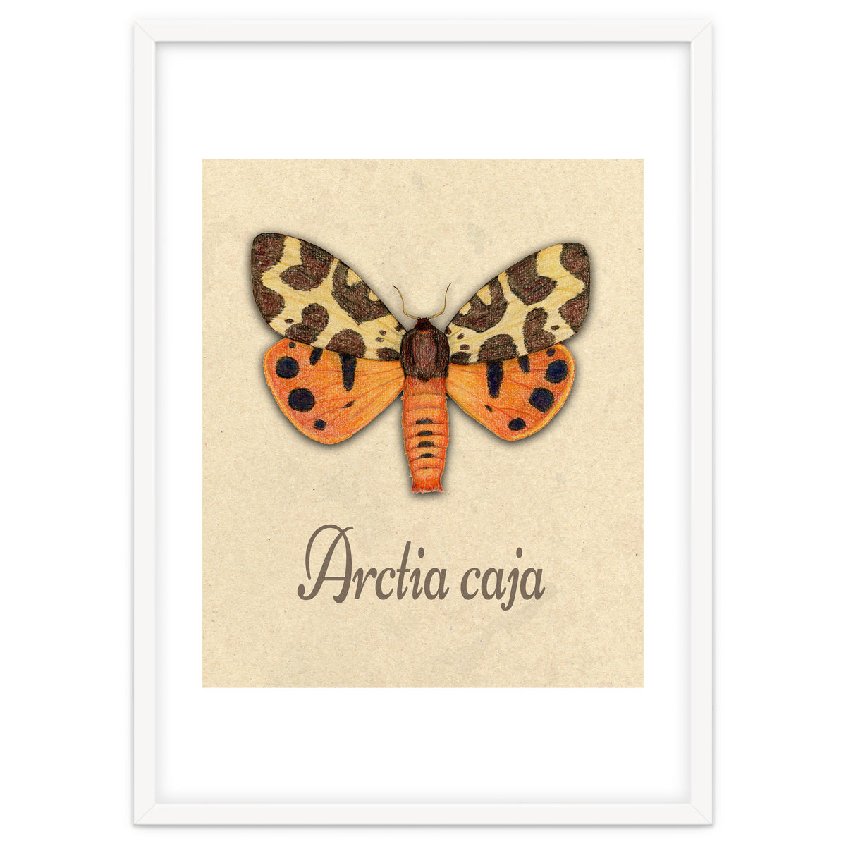 Garden tiger moth illustration