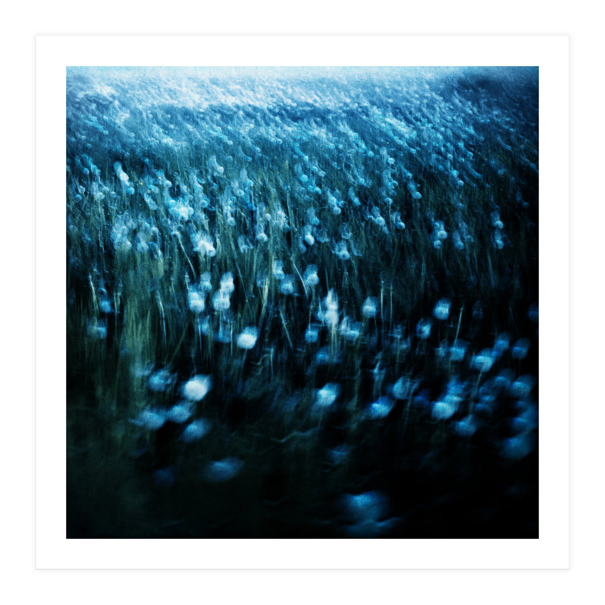 dandelion meadow (Print Only)