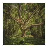 Spirits inside the wood (Print Only) thumbnail