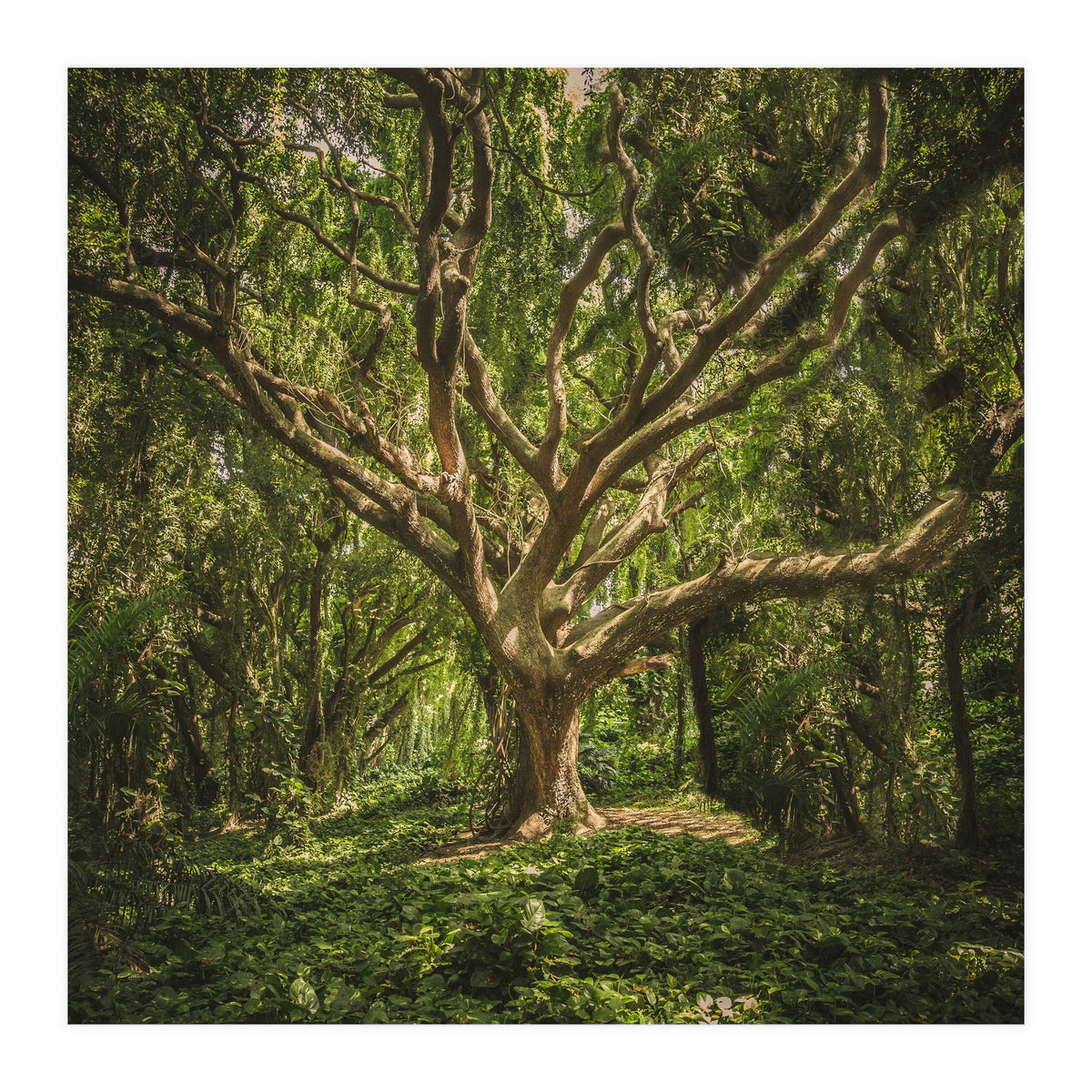 Spirits inside the wood (Print Only)