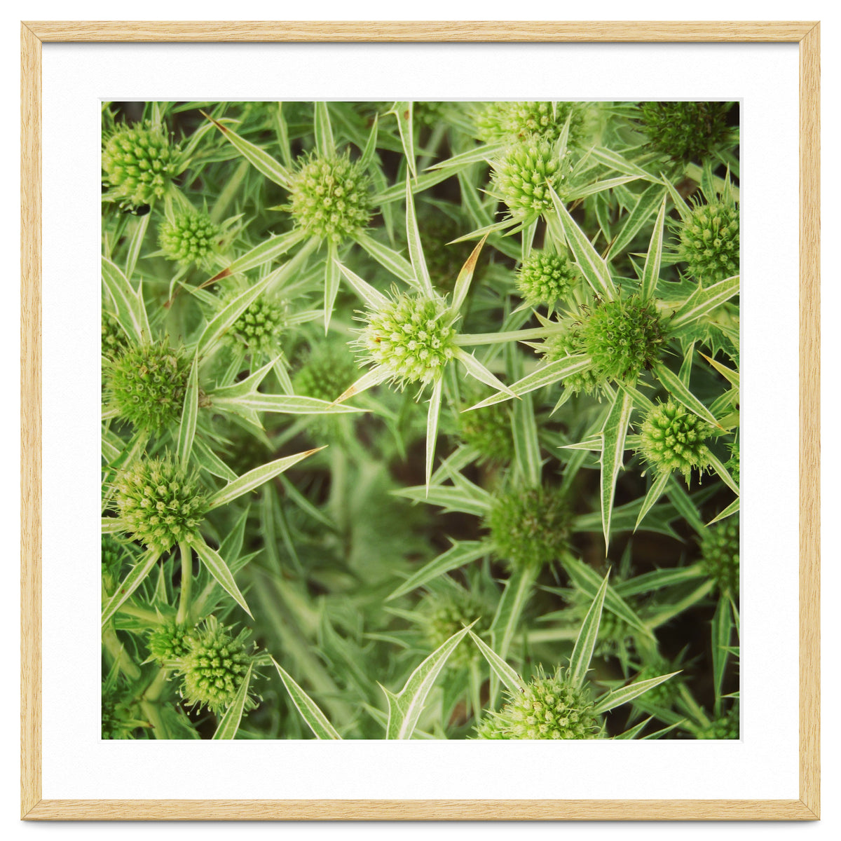 Green thistles