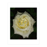 Floribunda Rose (Print Only) thumbnail