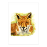 Red Fox Sleeping  (Print Only) thumbnail