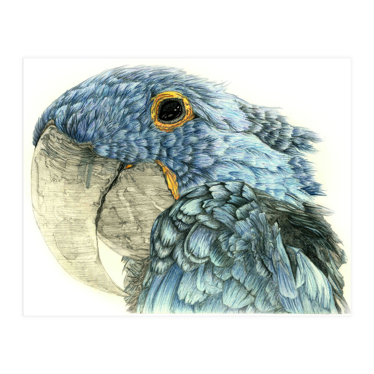 Blue Parrot (Print Only)