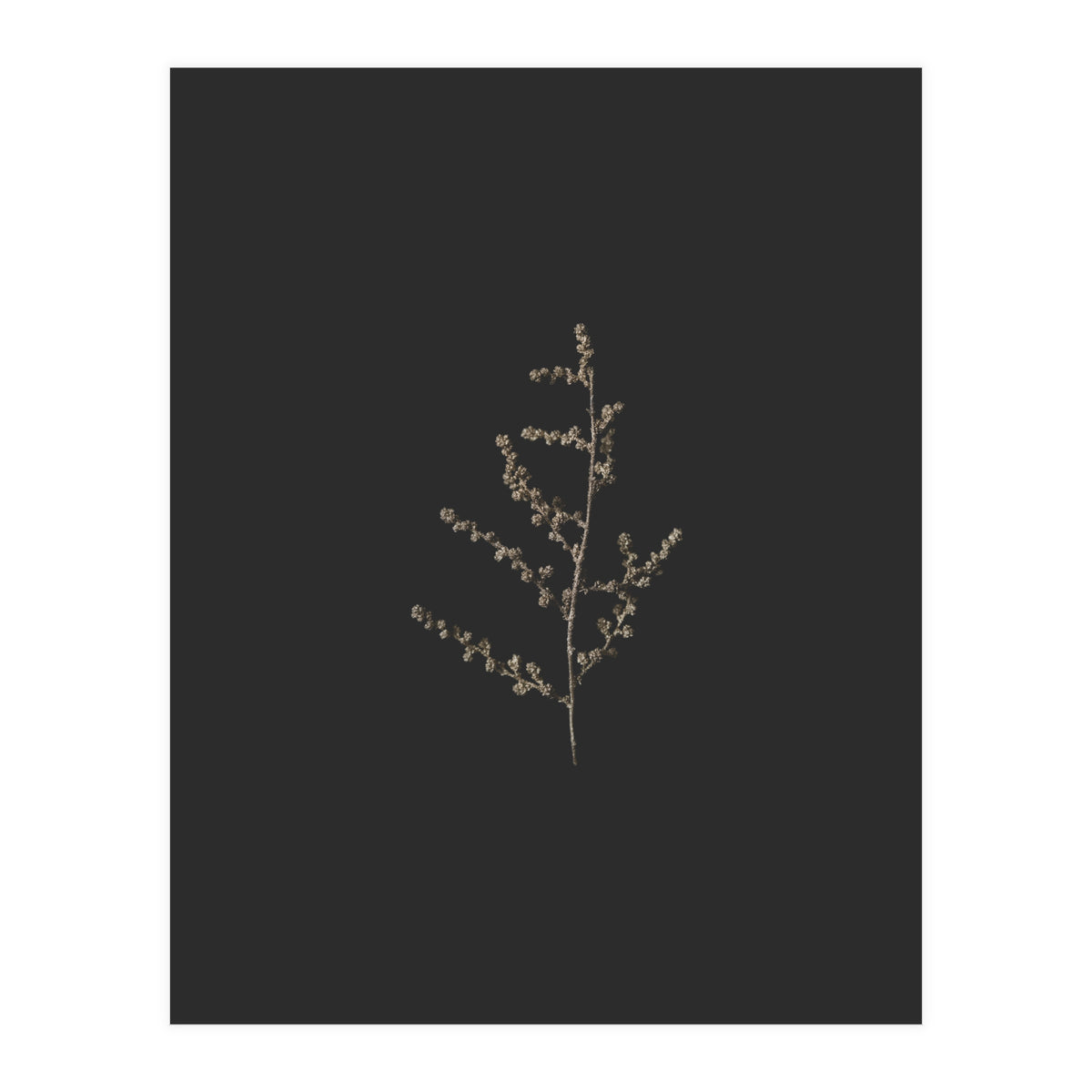 Dainty Botanicals in Gold and Black (Print Only)
